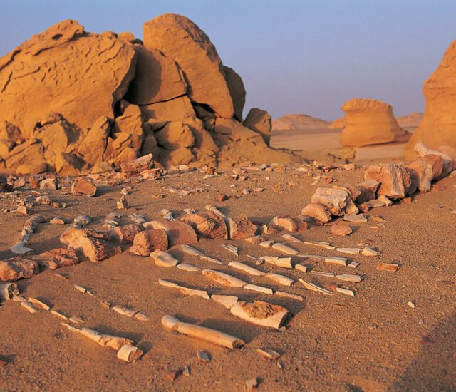 Wadi El-Hitan Digital Platform Project