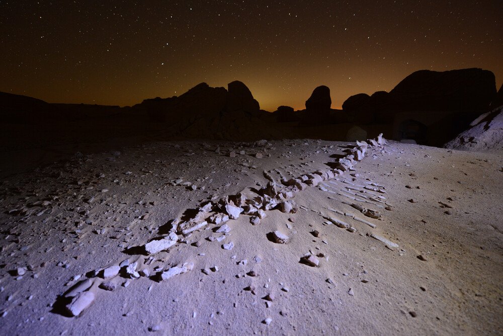 Wadi El-Hitan Digital Platform Project