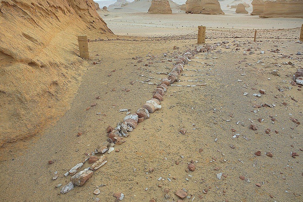 Wadi El-Hitan Digital Platform Project